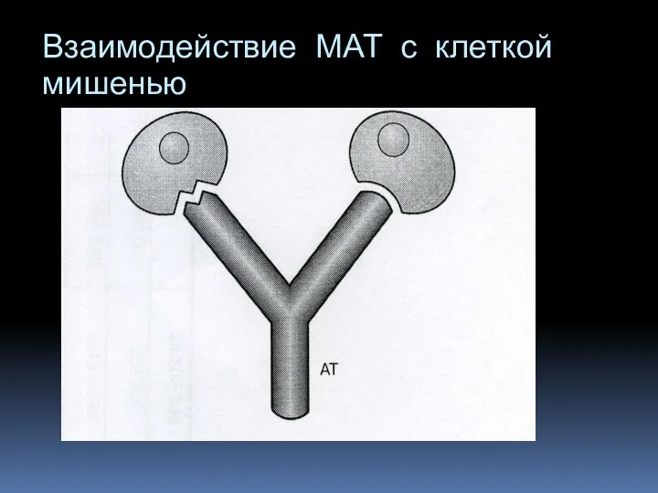 Взаимодействие МАТ с клеткой мишенью