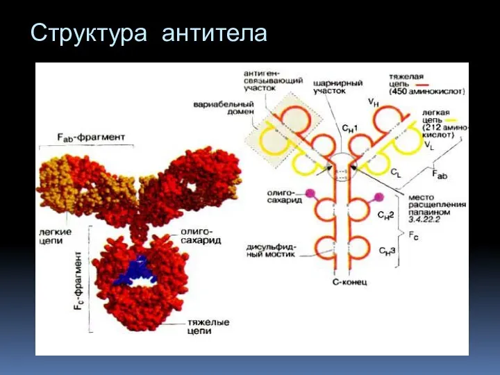 Структура антитела