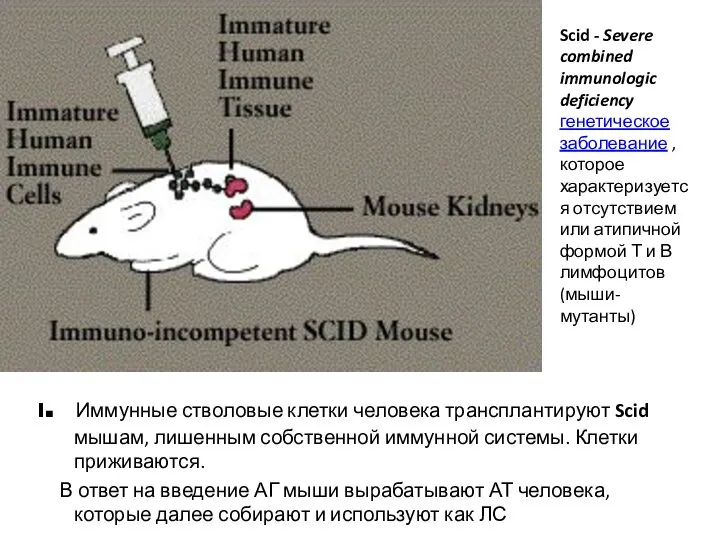 l. Иммунные стволовые клетки человека трансплантируют Scid мышам, лишенным собственной иммунной