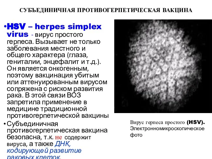 СУБЪЕДИНИЧНАЯ ПРОТИВОГЕРПЕТИЧЕСКАЯ ВАКЦИНА HSV – herpes simplex virus - вирус простого