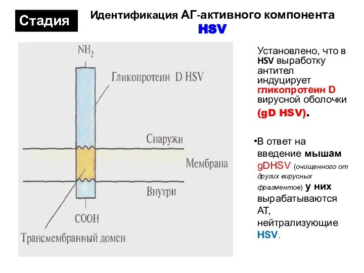 Идентификация АГ-активного компонента HSV Установлено, что в HSV выработку антител индуцирует