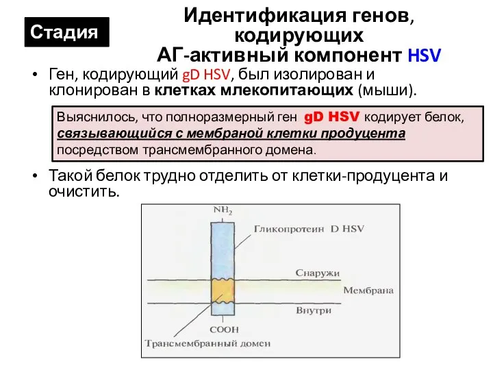 Идентификация генов, кодирующих АГ-активный компонент HSV Ген, кодирующий gD HSV, был