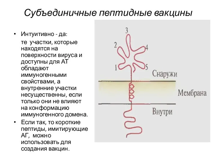 Субъединичные пептидные вакцины Интуитивно - да: те участки, которые находятся на