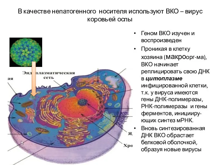 В качестве непатогенного носителя используют ВКО – вирус коровьей оспы Геном