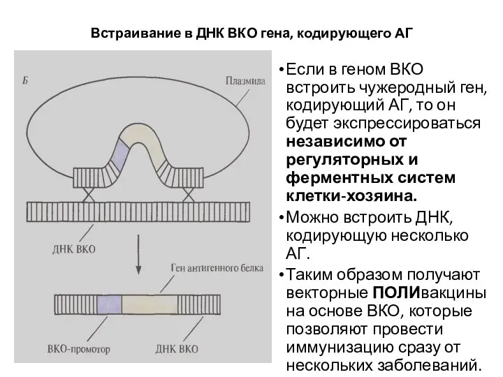 Встраивание в ДНК ВКО гена, кодирующего АГ Если в геном ВКО