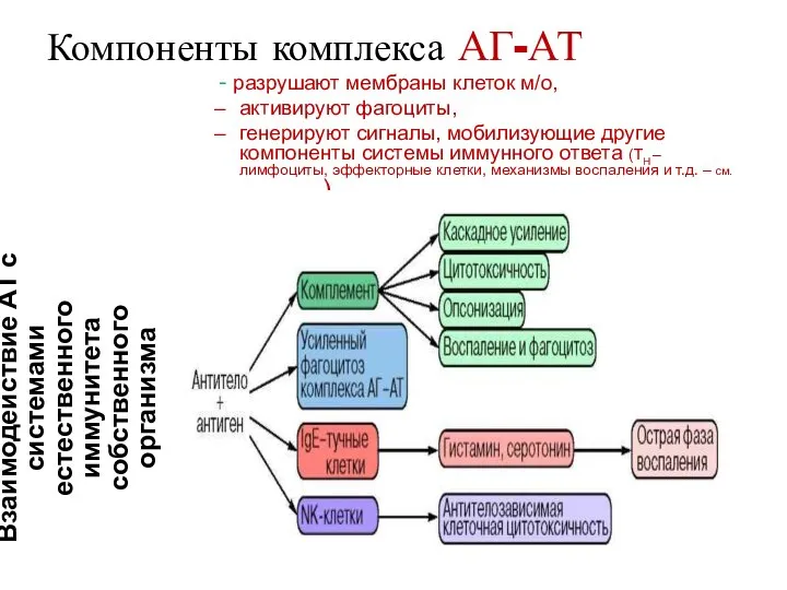 Компоненты комплекса АГ-АТ - разрушают мембраны клеток м/о, активируют фагоциты, генерируют