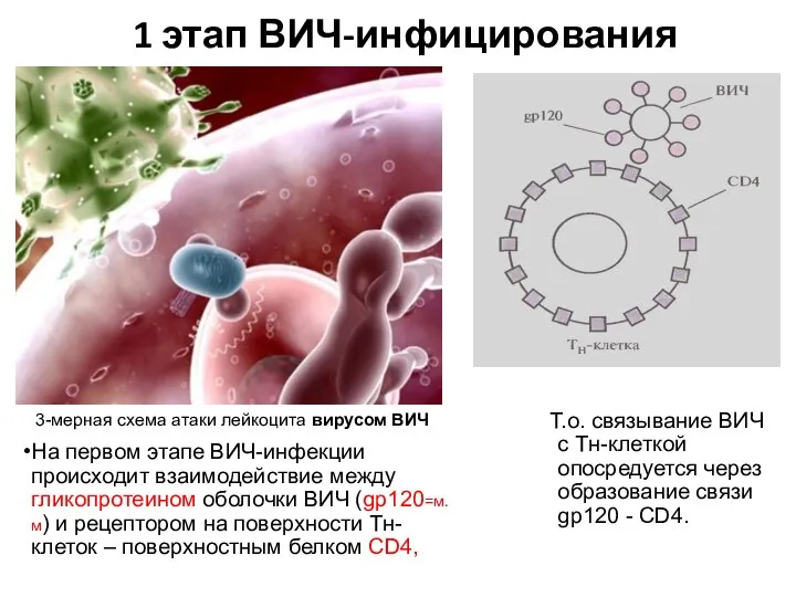 1 этап ВИЧ-инфицирования На первом этапе ВИЧ-инфекции происходит взаимодействие между гликопротеином