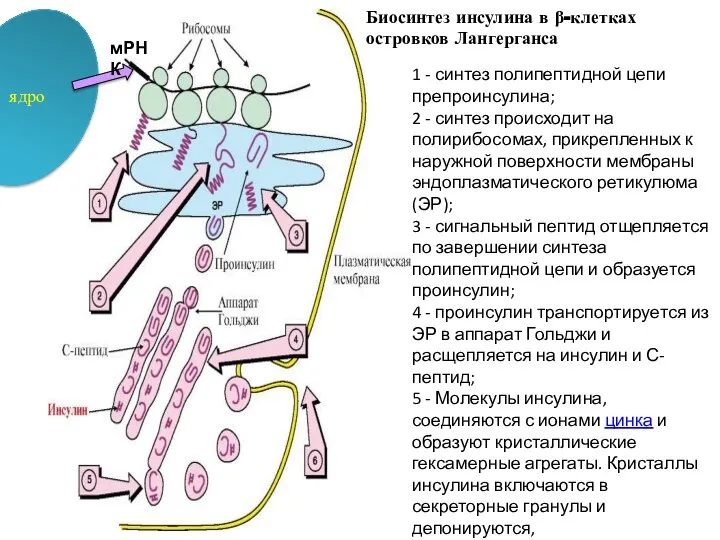 1 - синтез полипептидной цепи препроинсулина; 2 - синтез происходит на