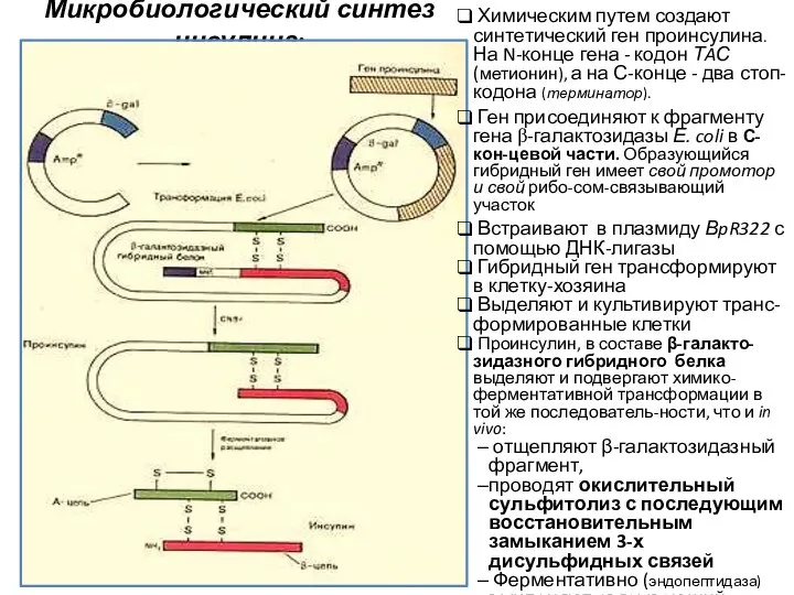 Микробиологический синтез инсулина: Химическим путем создают синтетический ген проинсулина. На N-конце