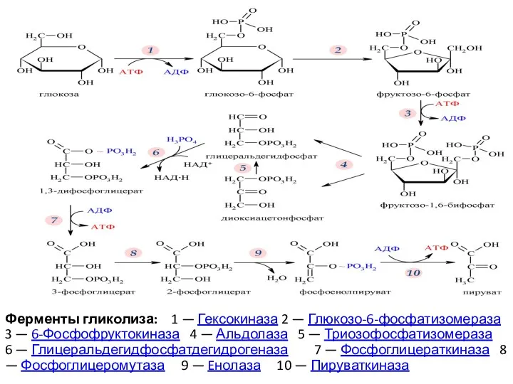 Ферменты гликолиза: 1 — Гексокиназа 2 — Глюкозо-6-фосфатизомераза 3 — 6-Фосфофруктокиназа