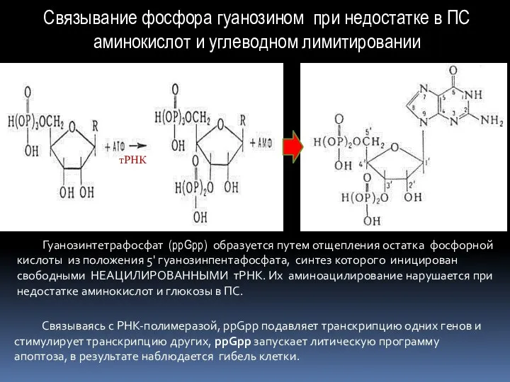 Связываясь с РНК-полимеразой, ppGpp подавляет транскрипцию одних генов и стимулирует транскрипцию