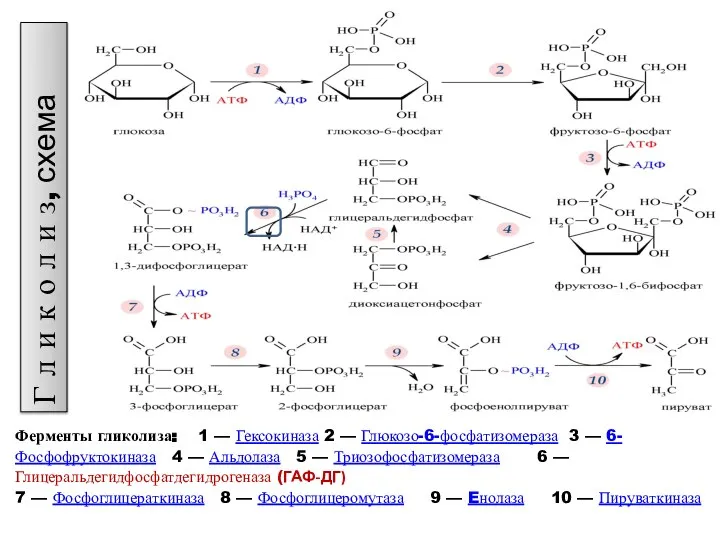 Ферменты гликолиза: 1 — Гексокиназа 2 — Глюкозо-6-фосфатизомераза 3 — 6-Фосфофруктокиназа