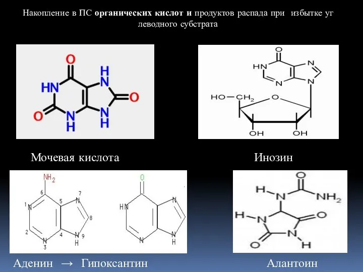 Мочевая кислота Инозин Алантоин Аденин → Гипоксантин Накопление в ПС органических