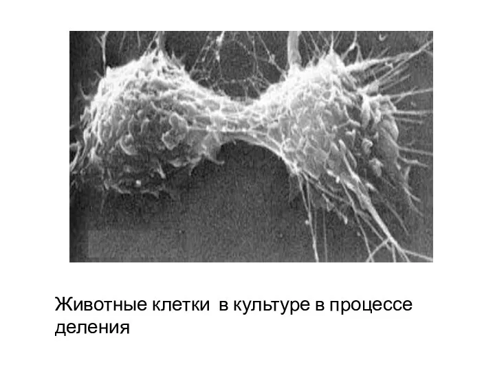 Животные клетки в культуре в процессе деления