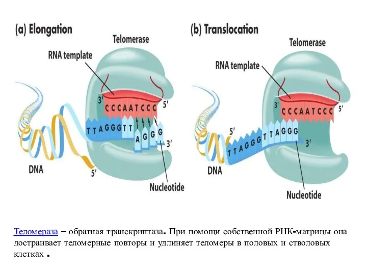 Теломераза – обратная транскриптаза. При помощи собственной РНК-матрицы она достраивает теломерные