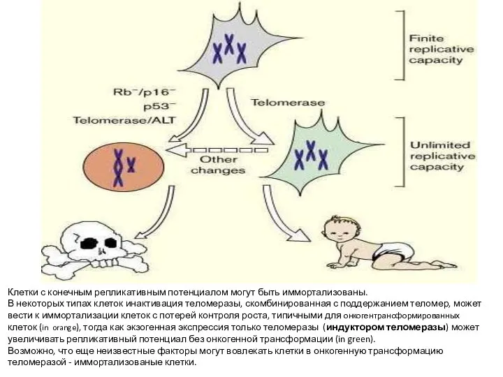Клетки с конечным репликативным потенциалом могут быть иммортализованы. В некоторых типах