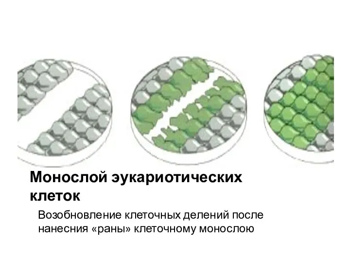 Монослой эукариотических клеток Возобновление клеточных делений после нанесния «раны» клеточному монослою