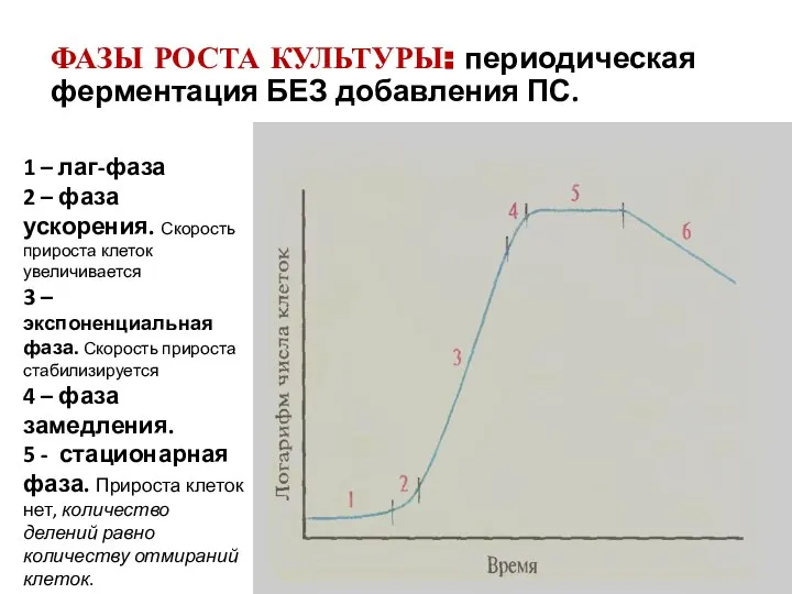 1 – лаг-фаза 2 – фаза ускорения. Скорость прироста клеток увеличивается