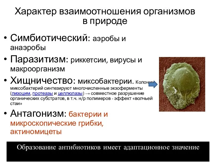 Характер взаимоотношения организмов в природе Симбиотический: аэробы и анаэробы Паразитизм: риккетсии,