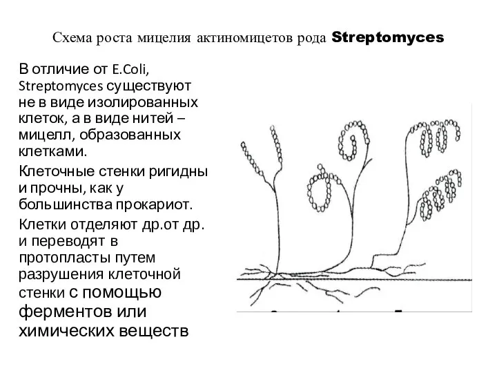 Схема роста мицелия актиномицетов рода Streptomyces В отличие от E.Coli, Streptomyces