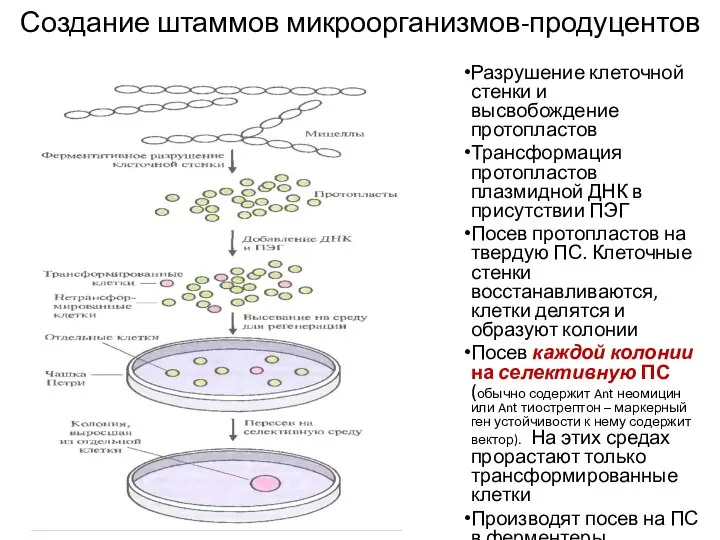 Создание штаммов микроорганизмов-продуцентов Разрушение клеточной стенки и высвобождение протопластов Трансформация протопластов