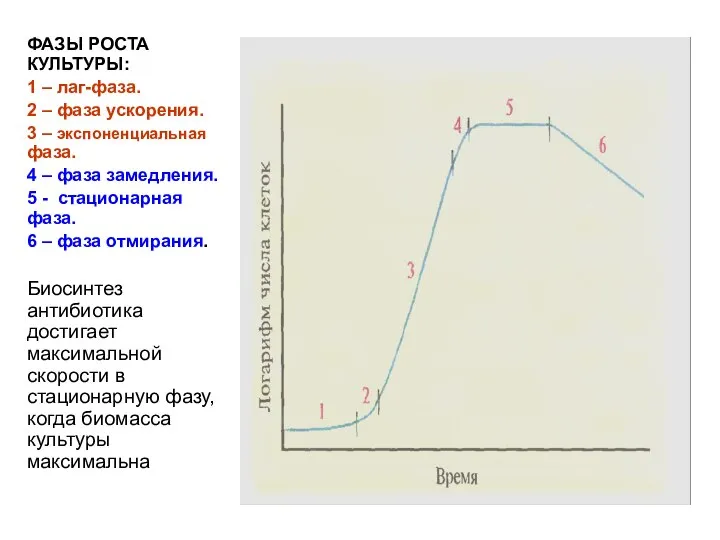 ФАЗЫ РОСТА КУЛЬТУРЫ: 1 – лаг-фаза. 2 – фаза ускорения. 3