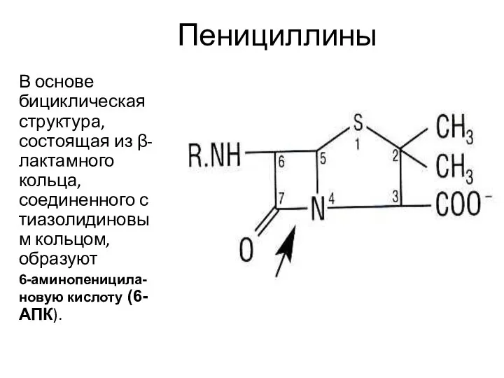 Пенициллины В основе бициклическая структура, состоящая из β-лактамного кольца, соединенного с