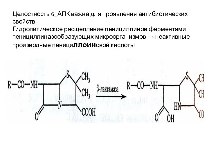 Целостность 6_АПК важна для проявления антибиотических свойств. Гидролитическое расщепление пенициллинов ферментами
