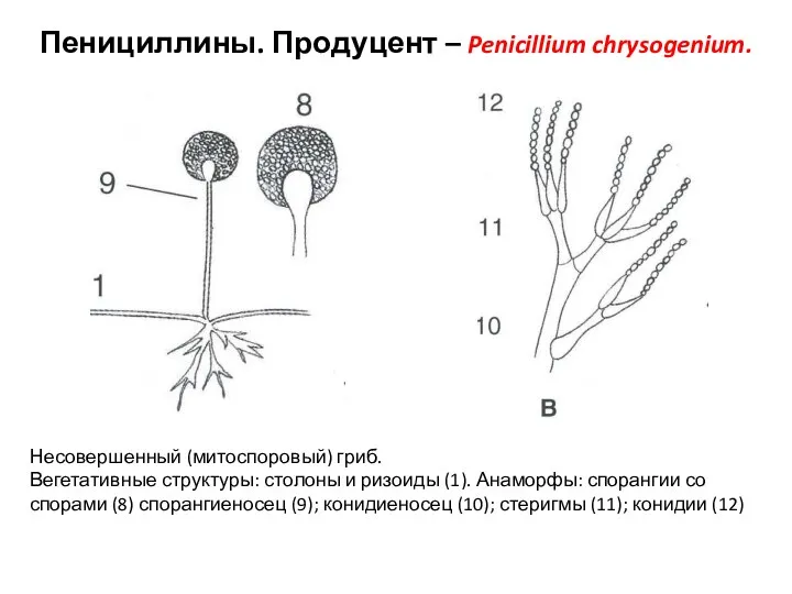 Пенициллины. Продуцент – Penicillium chrysogenium. Несовершенный (митоспоровый) гриб. Вегетативные структуры: столоны