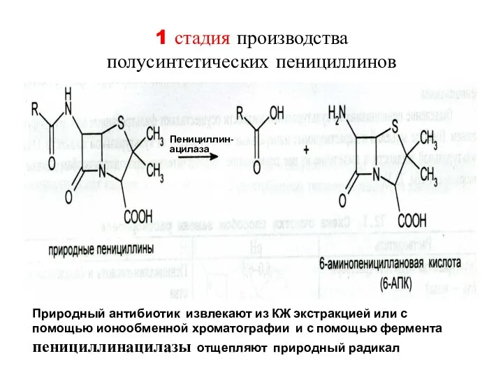 1 стадия производства полусинтетических пенициллинов Пенициллин- ацилаза Природный антибиотик извлекают из