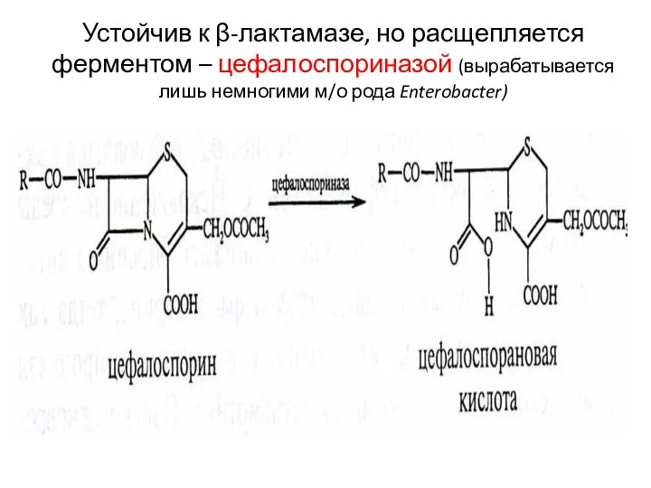 Устойчив к β-лактамазе, но расщепляется ферментом – цефалоспориназой (вырабатывается лишь немногими м/о рода Enterobacter)