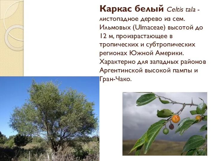 Каркас белый Celtis tala - листопадное дерево из сем. Ильмовых (Ulmaceae)