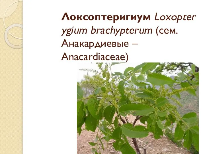 Локсоптеригиум Loxopterygium brachypterum (cем. Анакардиевые – Anacardiaceae)