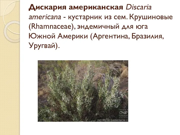 Дискария американская Discaria americanа - кустарник из сем. Крушиновые (Rhamnaceae), эндемичный