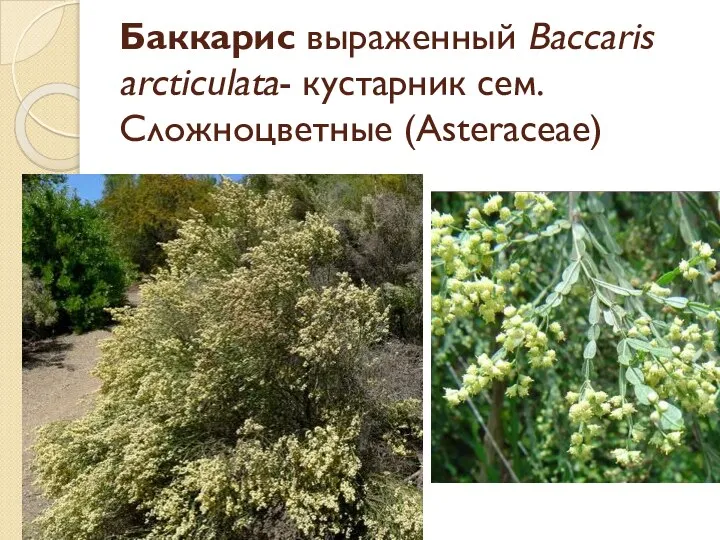 Баккарис выраженный Baccaris arcticulata- кустарник сем. Сложноцветные (Asteraceae)