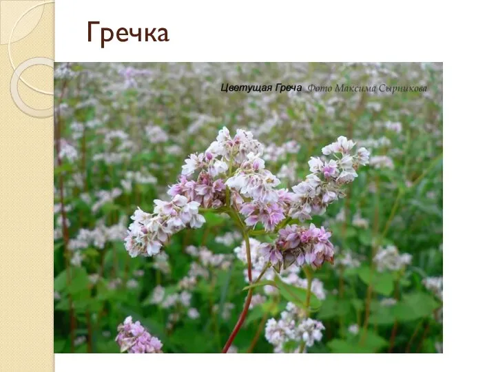 Гречка