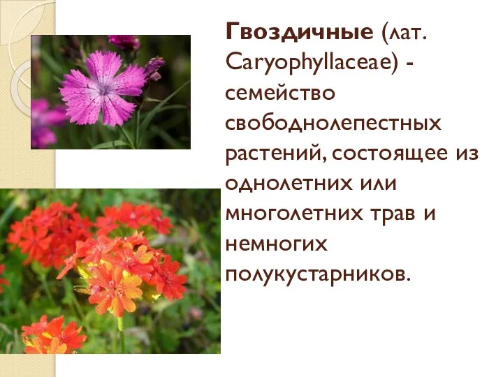 Гвоздичные (лат. Caryophyllaceae) - семейство свободнолепестных растений, состоящее из однолетних или многолетних трав и немногих полукустарников.