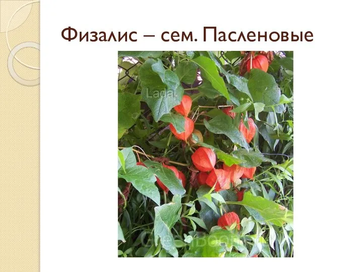 Физалис – сем. Пасленовые