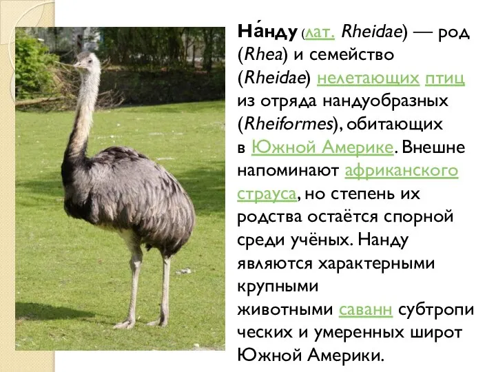 На́нду (лат. Rheidae) — род (Rhea) и семейство (Rheidae) нелетающих птиц