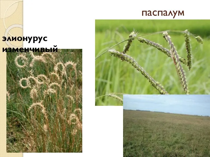 паспалум элионурус изменчивый