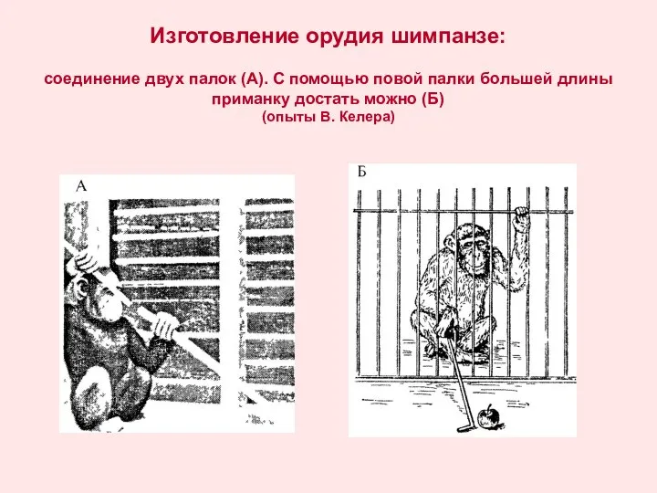 Изготовление орудия шимпанзе: соединение двух палок (А). С помощью повой палки