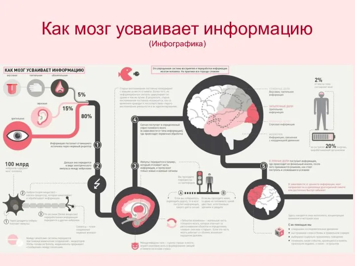 Как мозг усваивает информацию (Инфографика)