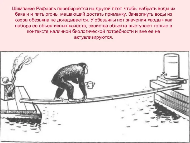 Шимпанзе Рафаэль перебирается на другой плот, чтобы набрать воды из бака