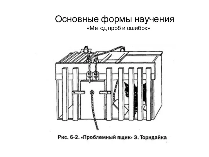 Основные формы научения «Метод проб и ошибок»