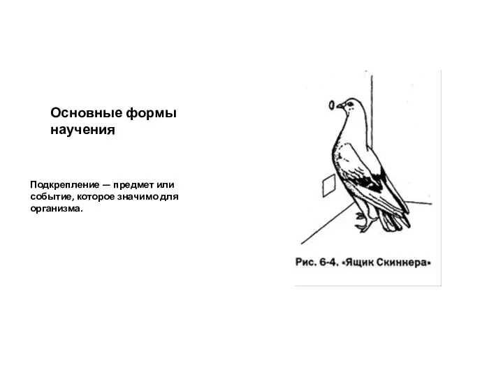 Основные формы научения Подкрепление — предмет или событие, которое значимо для организма.