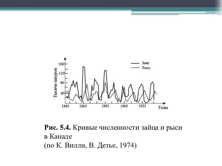 Рис. 5.4. Кривые численности зайца и рыси в Канаде (по К. Вилли, В. Детье, 1974)