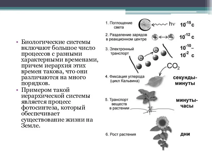 Биологические системы включают большое число процессов с разными характерными временами, причем