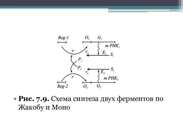 Рис. 7.9. Схема синтеза двух ферментов по Жакобу и Моно