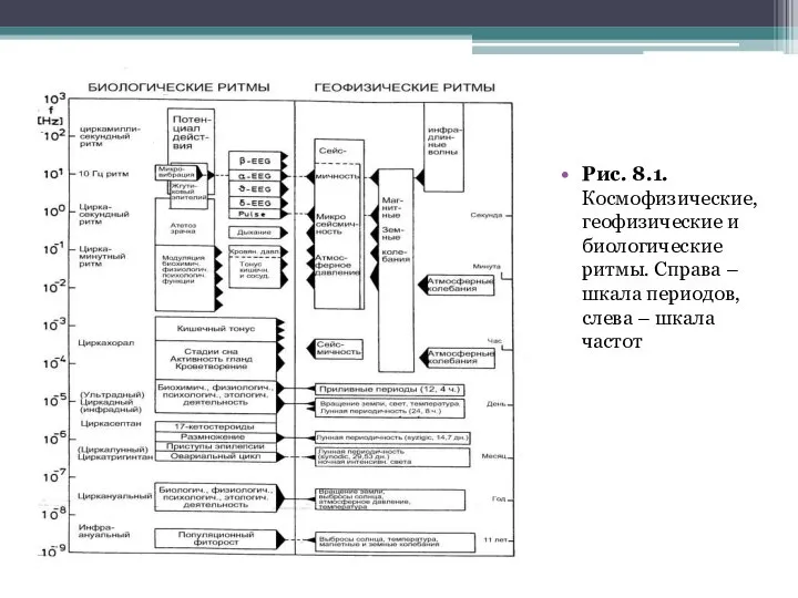 Рис. 8.1. Космофизические, геофизические и биологические ритмы. Справа – шкала периодов, слева – шкала частот