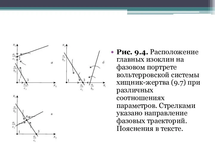 Рис. 9.4. Расположение главных изоклин на фазовом портрете вольтерровской системы хищник-жертва